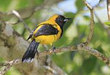 Black-cowled Orioleborder=